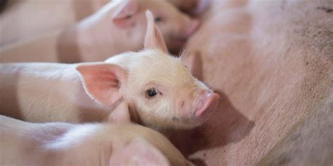Feeding Guide for Pregnant Sows: Tips Para sa Safe Delivery.